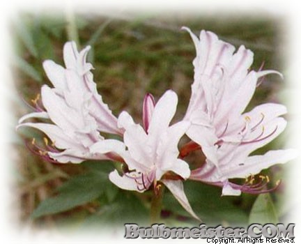 Lycoris incarnata peppermint surprise lily