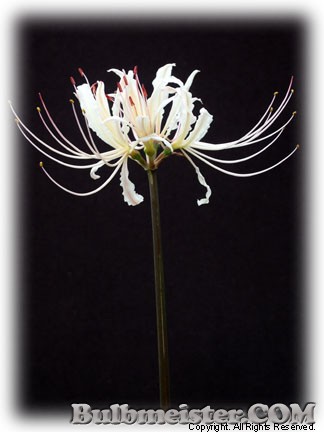 Lycoris unknown spider lily