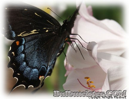 Sweet Nectar butterfly lycoris longituba surprise lily