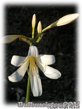 Lycoris longituba white surprise lily