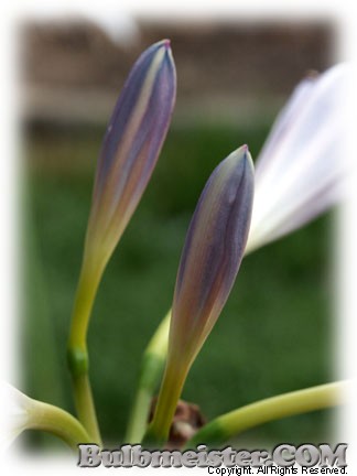 Lycoris longituba BLUE white suprise lily