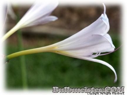 Lycoris longituba BLUE white surprise lily