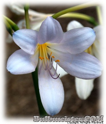 Lycoris longituba BLUE white surprise lily