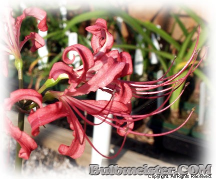 Lycoris radiata var. pumilum x L. xrosea hybrid spider lily