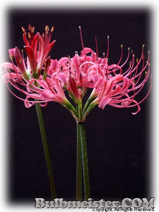 Lycoris radiata var. pumila x L. xrosea hybrid spider lily