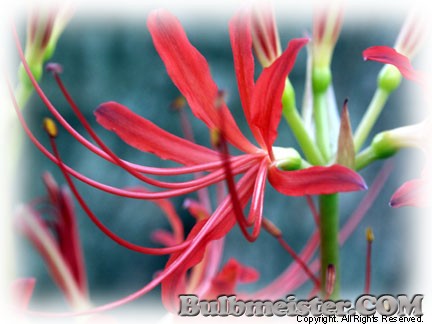Lycoris radiata var. pumila red spider lily