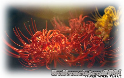 Lycoris radiata var. radiata red spider lily