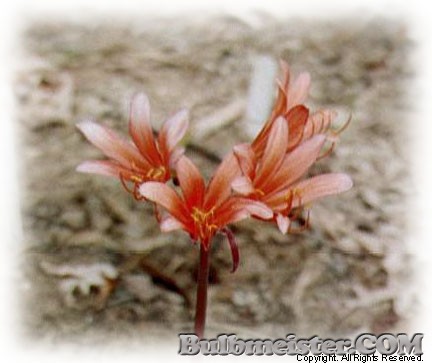 Lycoris sanguinea orange surprise lily