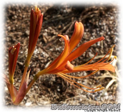 Lycoris sanguinea var. kiusiana orange surprise lily