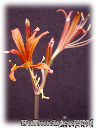 Lycoris sanguinea var. kiusiana orange spider lily