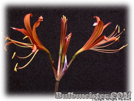 Lycoris sanguinea var. kiusiana orange spider lily