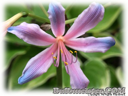 Lycoris sprengeri blue-tipped surprise lily