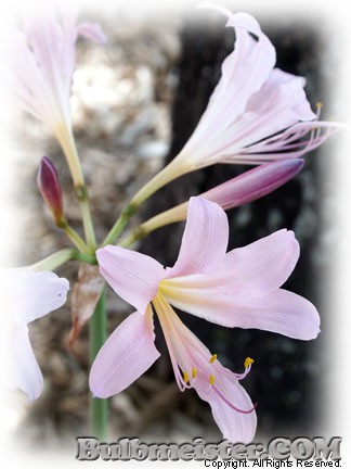 Lycoris squamigera surprise lily pink