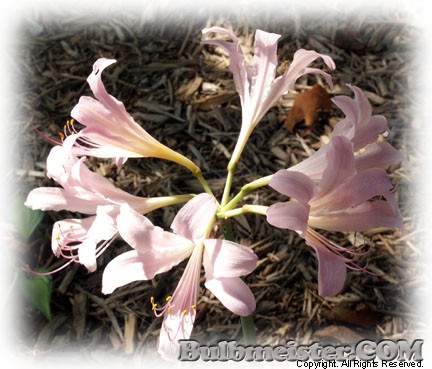 Lycoris squamigera surprise lily pink