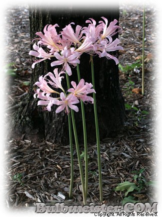 Lycoris squamigera surprise lily naked ladies hurricane resurrection