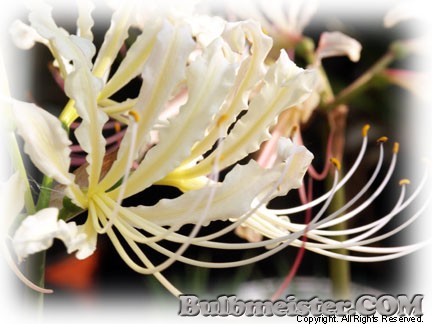 Lycoris straminea white spider lily
