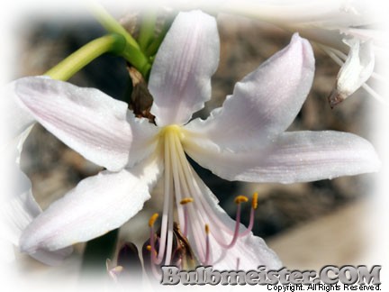 Lycoris xhaywardii x L. longituba hybrid surprise lily