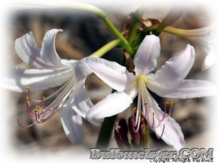 Lycoris xhaywardii x L. longituba hybrid surprise lily