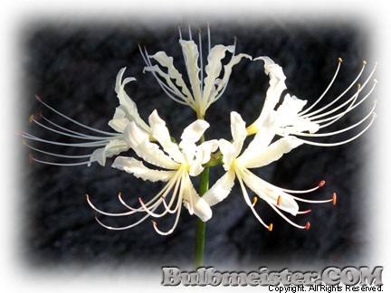Lycoris xhoudyshelii white spider lily