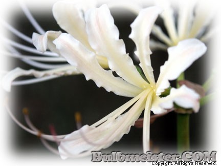 Lycoris xhoudyshelii white spider lily