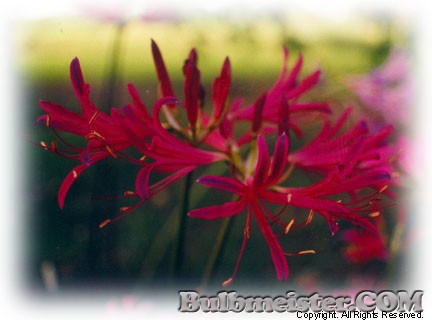 Lycoris xrosea rose spider lily