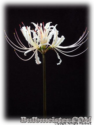 Lycoris - plot k white spider lily