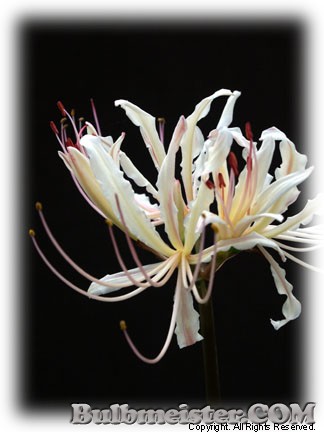 Lycoris - plot k white spider lily