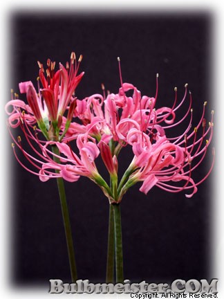 Lycoris radiata v. pumila x L. xrosea spider lily