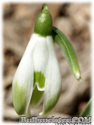 Galanthus_nivalis_ViridiApice070316