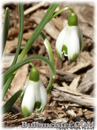 Galanthus_nivalis_ViridiApice070316