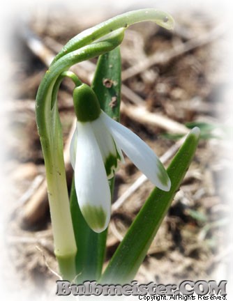 Galanthus nivalis Viridi-apice snowdrop