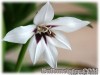Gladiolus_callianthus_Murielae071211_01.jpg