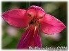 Gladiolus_communis_byzantinus070506_01.jpg