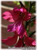 Gladiolus_communis_byzantinus080511_03.jpg