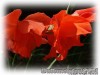 Gladiolus_hybrid_red.jpg