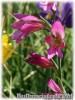 Gladiolus_italicus080516_01.jpg