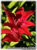 Gladiolus_ramosus_Robinetta080618_01.jpg