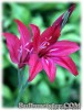 Gladiolus_ramosus_Robinetta080618_03.jpg