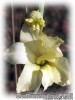 Gladiolus_tristis_Karen01.jpg