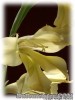 Gladiolus_tristis_Karen02.jpg