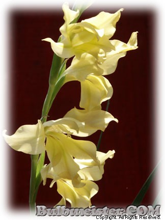 Gladiolus tristis Karen