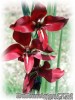 Gladiolus_tristis_Kim01.jpg