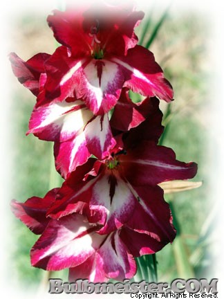 Gladiolus tristis Nancy