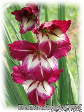 Gladiolus tristis Nancy