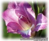 Gladiolus_tristis_Yvonne02.jpg