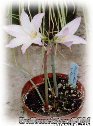 Habranthus Biflorus rain lily