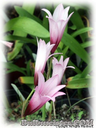 Habranthus brachyandrus rain lily
