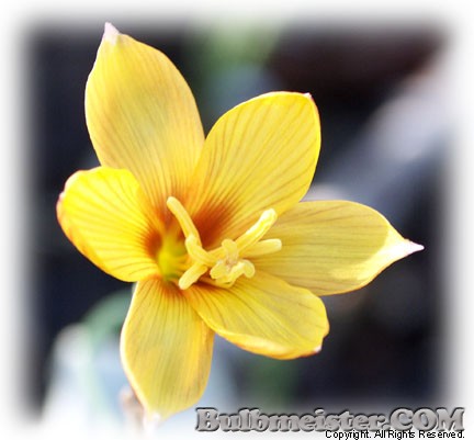 Habranthus tubispathus var. texanus texas copper rain lily