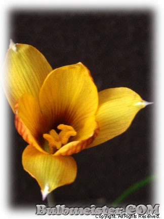 Habranthus tubispathus var. texanus Texas copper rain lily