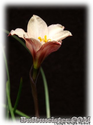 Habranthus tubispathus rain lily